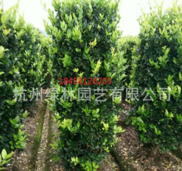 直銷優(yōu)質(zhì) 金森女貞柱 大葉黃楊柱 紅花繼木柱 等各規(guī)格綠化喬木