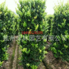 直銷優質 金森女貞柱 大葉黃楊柱 紅花繼木柱 等各規格綠化喬木