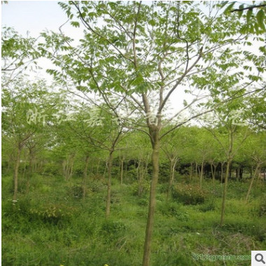 無患子 基地直銷無患子 欒樹 香樟 廣玉蘭 等綠化工程批發(fā)配送。