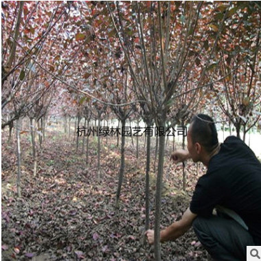 紅葉李 基地直銷優(yōu)質(zhì)等紅葉李 碧桃 等承接綠化工程批發(fā)配送。
