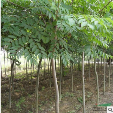 無患子 基地直銷優(yōu)質(zhì)等無患子 欒樹等綠化工程批發(fā)配送。