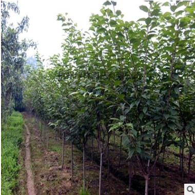 櫻花 基地直銷優(yōu)質(zhì)早櫻 晚櫻 等承接綠化工程批發(fā)配送。