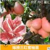 三紅蜜柚苗 正宗嫁接三紅蜜柚果樹 三紅柚子苗批發 嫁接柚子樹
