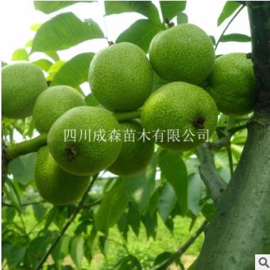 嫁接核桃樹苗 川早2號 四川嫁接川早二號核桃苗 優(yōu)質(zhì)高產(chǎn)良種核桃