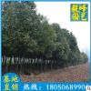 香樟批發 園林綠化苗木 香樟樹 風景樹 廠家直銷
