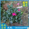 西洋杜鵑 杜鵑花盆栽 低價供應 室內花卉