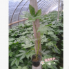 大量批發八角金盤盆栽苗 工程綠化苗