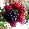 樹莓樹苗盆栽地栽果樹陽臺庭院覆盆子樹莓苗南方北方種植當年結果