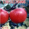 棲霞蘋果苗 煙臺優質蘋果樹苗 信濃甜蘋果苗批發果樹苗 蘋果樹苗