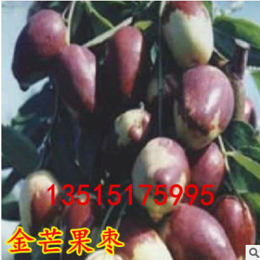 家庭盆栽地栽果樹(shù)苗 嫁接棗樹(shù)樹(shù)苗 水果苗 金芒果棗苗 庭院植物