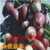 家庭盆栽地栽果樹苗 嫁接棗樹樹苗 水果苗 金芒果棗苗 庭院植物