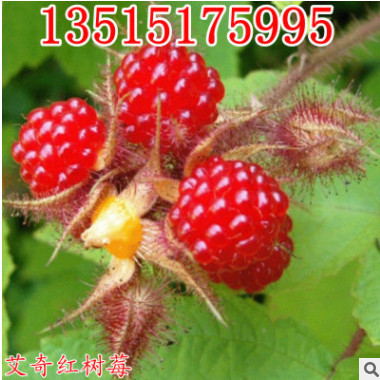 果樹(shù)苗盆栽庭院山梅黑樹(shù)莓黃樹(shù)莓南方北方種植當(dāng)年結(jié)果樹(shù)莓苗