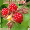 果樹苗盆栽庭院山梅黑樹莓黃樹莓南方北方種植當年結果樹莓苗