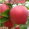 批發嫁接蘋果樹苗南方北方種植紅富士紅肉盆地栽大苗當年結果包郵