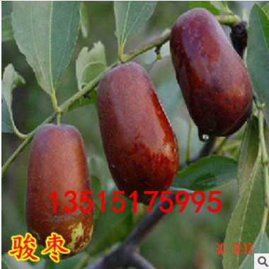 甜棗樹(shù)苗品種 駿棗苗 肉細(xì)脆嫩 盆栽冬戀棗樹(shù)果樹(shù)苗批發(fā)嫁接棗苗