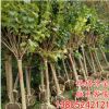 基地直銷丁香苗 批發丁香花樹苗丁香花小苗叢生紫丁香苗園林綠化