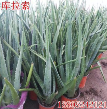 批發(fā)蘆薈苗 庫(kù)拉索蘆薈盆栽 大蘆薈植物 食用庫(kù)拉索蘆薈 美容蘆薈