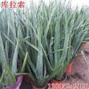 批發蘆薈苗 庫拉索蘆薈盆栽 大蘆薈植物 食用庫拉索蘆薈 美容蘆薈