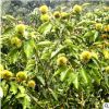供應 貴州優(yōu)質(zhì)嫁接大板栗成樹苗 50公分一年成板栗苗木
