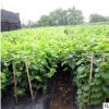 苗圃專業(yè)種植葡萄苗價格香峰葡萄苗高品質(zhì)葡萄苗嫁接葡萄苗供應商