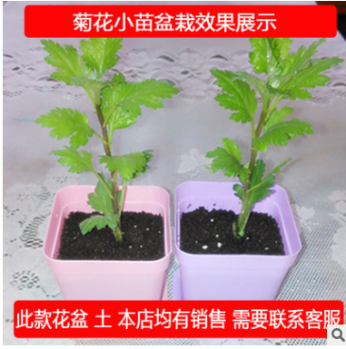 基地直銷 盆栽 菊花小苗 當年開花苗 盆栽花卉