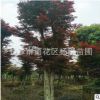 批發20cm公分紅楓 大紅楓樹 紅楓樹苗 價格優惠