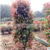 供應高度紅葉石楠柱 精品紅葉石楠柱子 紅葉石楠苗柱