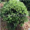 供應龜甲冬青球 冠幅150cm龜甲冬青球 湖精品龜甲冬青球
