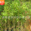 苗圃直銷降香黃檀木，又稱海南黃檀木、海南黃花梨木70厘米高左右
