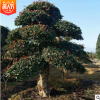 批發園林綠化工程苗木 造型欏木石楠 可移植苗風景樹 常綠喬木