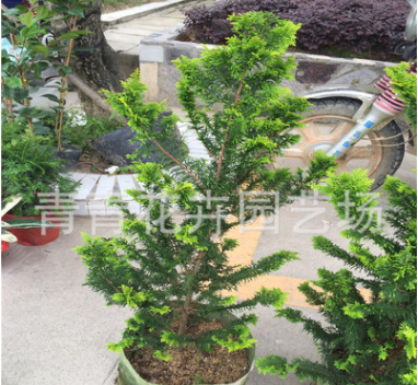 福建花卉 室內(nèi)外盆景 造型樹 青青花卉園藝種植 黃金柏