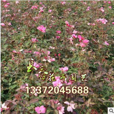 基地直銷(xiāo) 批發(fā)豐花月季苗 月季花 月季苗 月季批發(fā) 20-150高
