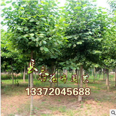 紫玉蘭行道樹(shù)綠化紅白黃玉蘭樹(shù)綠化工程樹(shù)木玉蘭價(jià)格觀賞玉蘭批發(fā)