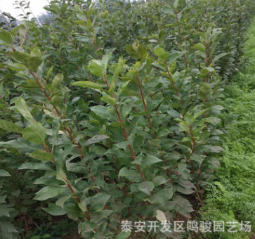 苗圃直銷李子樹苗 四川清脆脆紅蜂糖 李子苗 晚熟品種李子樹苗供