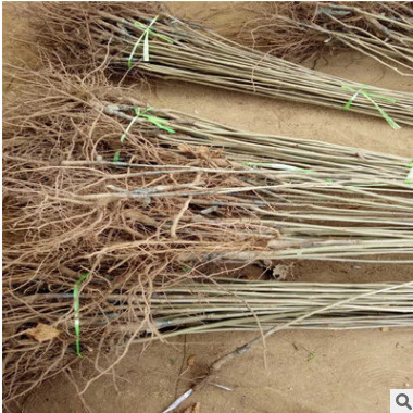 直銷板栗樹苗 嫁接板栗樹苗 庭院大田種植泰山紅 大紅袍板栗苗供