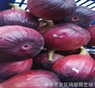 基地果樹苗無花果樹苗供應 b1011金傲芬無花果苗 波姬紅無花果苗
