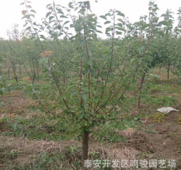 山東杏樹苗基地哪里好 批發1-2公分珍珠油杏樹苗 凱特金太陽杏樹
