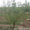 山東杏樹苗基地哪里好 批發1-2公分珍珠油杏樹苗 凱特金太陽杏樹