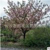 批發 8cm公分櫻花 正宗日本櫻花 早櫻 晚櫻樹苗