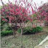 湖南紅葉碧桃 6公分-8cm公分碧桃樹 重瓣花紅葉碧桃樹苗價(jià)格