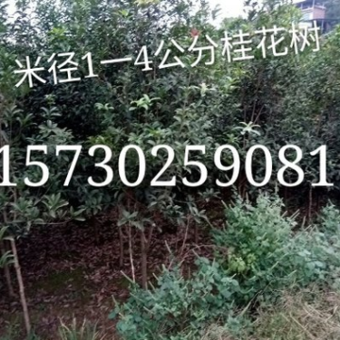 米徑1一4公分桂花樹基地直銷 重慶桂花苗低價批發