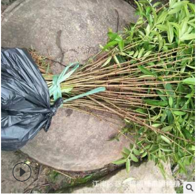 江津花椒苗 青花椒苗 九葉青花椒苗