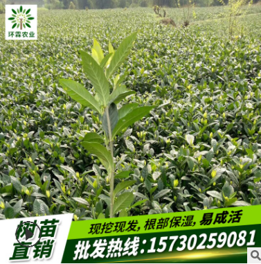 廠家直銷梔子苗 藥材梔子苗 優質黃梔子苗 產量高果苗批發