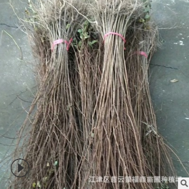 出售紫薇苗 紫薇小苗 速生紫薇苗 南方種植樹苗基地直售