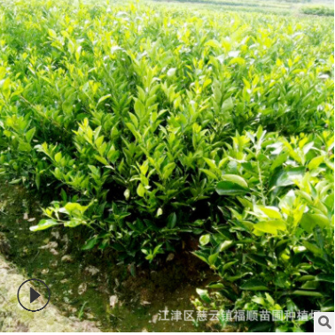 基地直銷批發大雅1號苗 大雅柑苗 品種純正