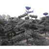 湖南優(yōu)質(zhì)造型羅漢松8-10-12-15-18-20-25公分造型羅漢松0
