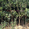 優(yōu)質(zhì)銀桂 桂花樹(shù) 桂花小苗 桂花苗木