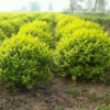 金葉女貞球 蕭山金點園藝苗圃直銷 各種規格 金葉女貞 綠化