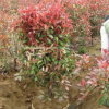 紅葉石楠球 各種規格 蕭山基地直銷 園林 綠化 大量批發 市政園林