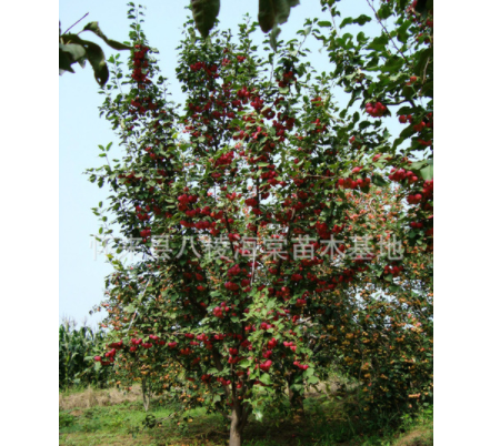 供應各種規格八棱海棠樹